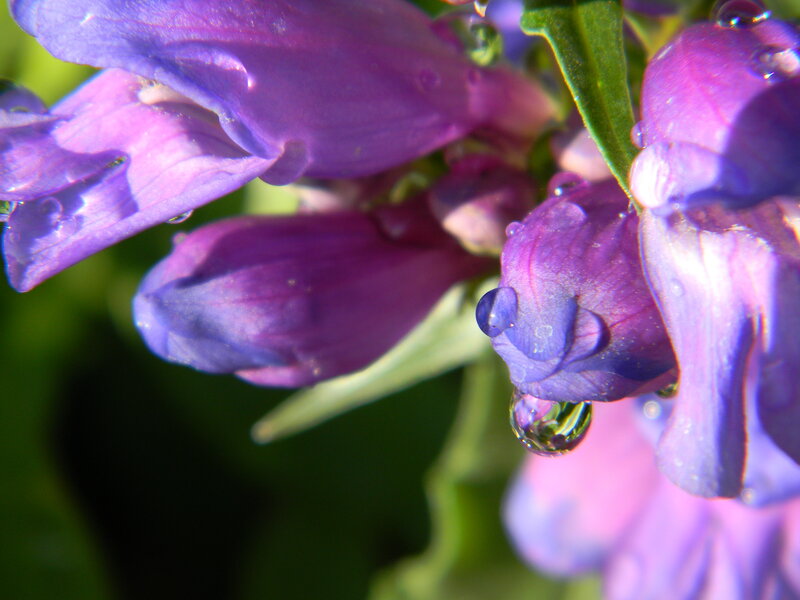 Purple Flowers with Water Droplets — Serene