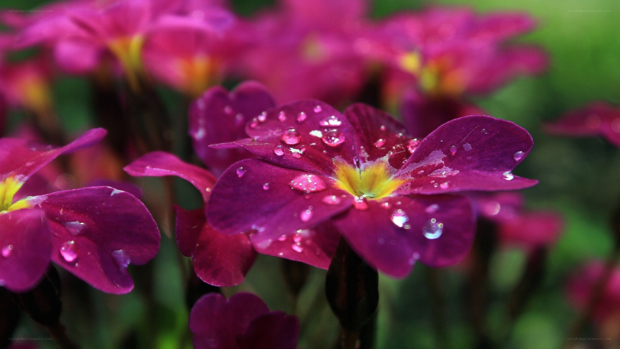 Purple flowers with water droplets