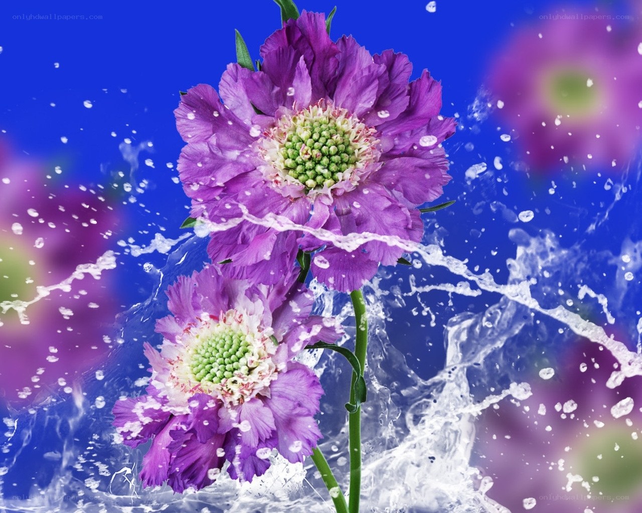 Purple flowers with water splash