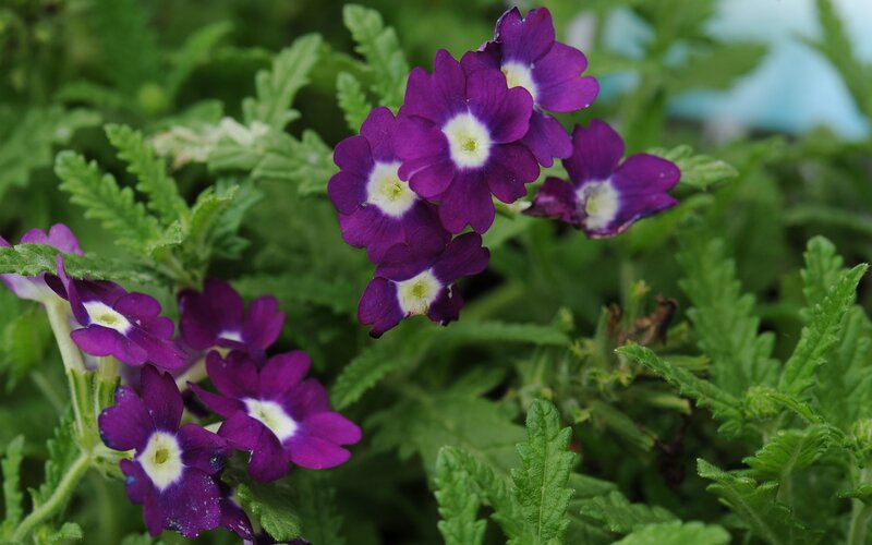 purple flowers with white centers