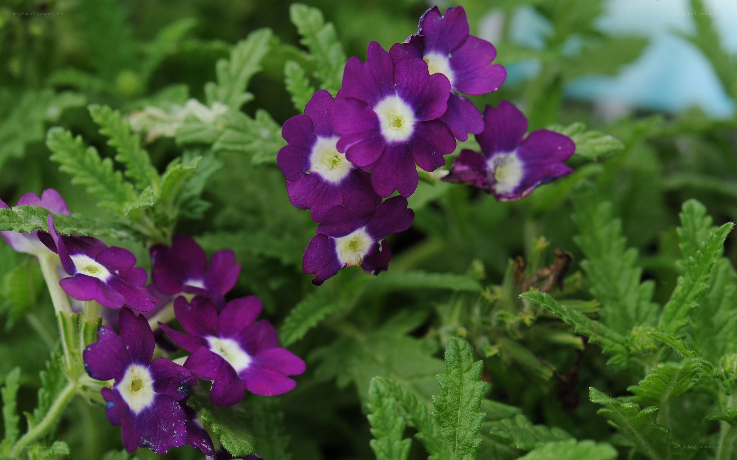 purple flowers with white centers