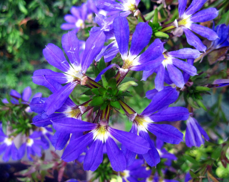 Purple Flowers with White Centers — Calm
