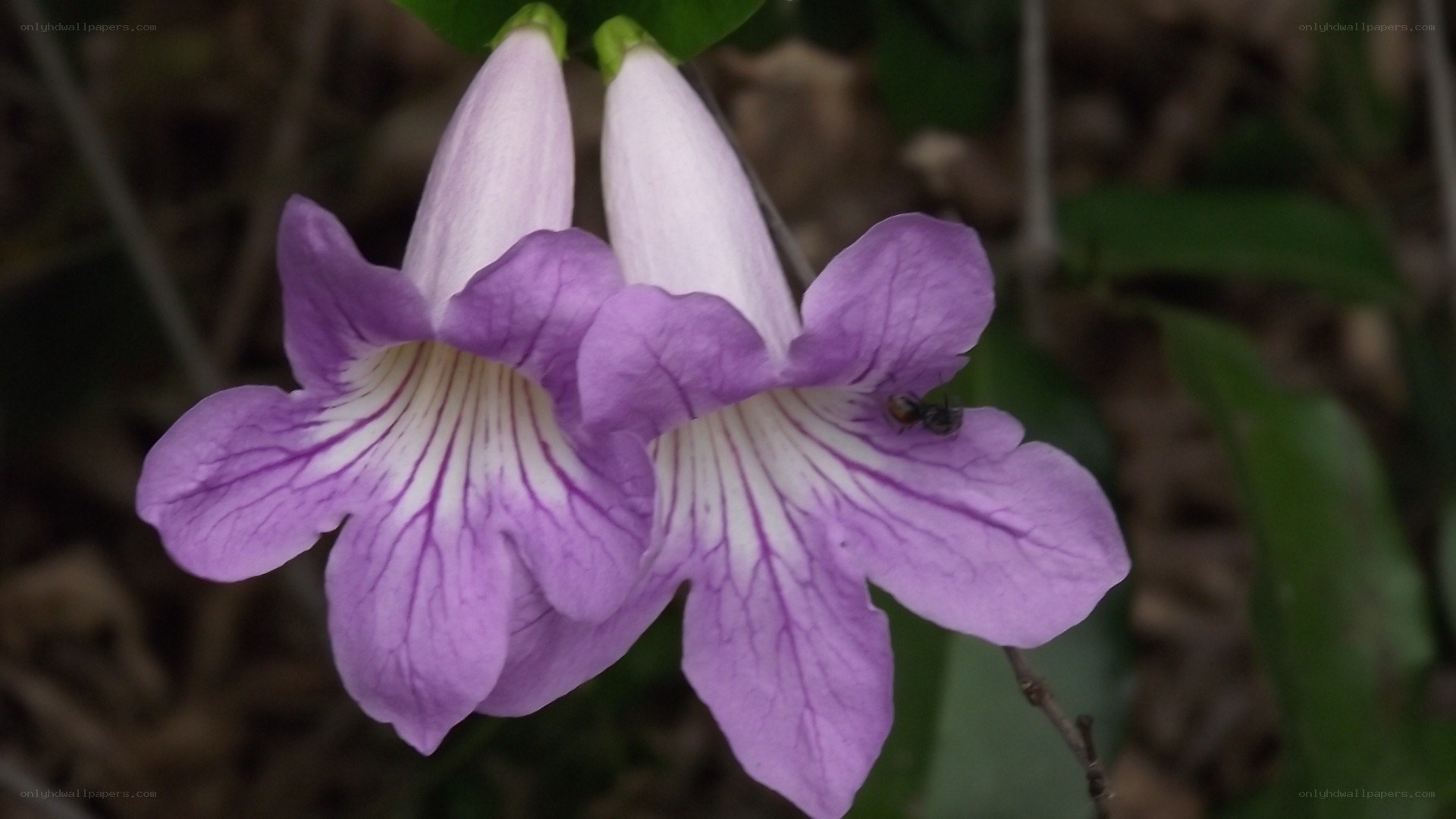 purple flowers with white centers