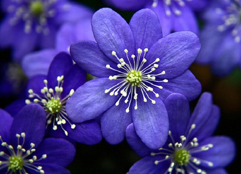 Purple Flowers with White Stamens