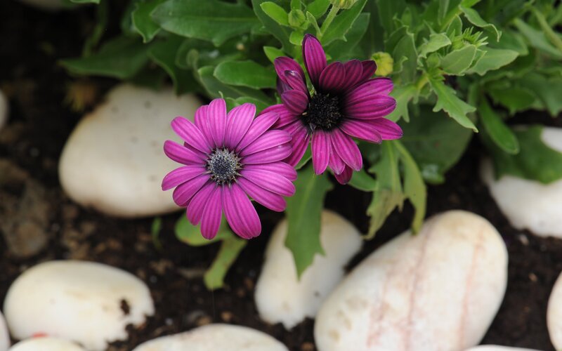 Purple flowers with white stones