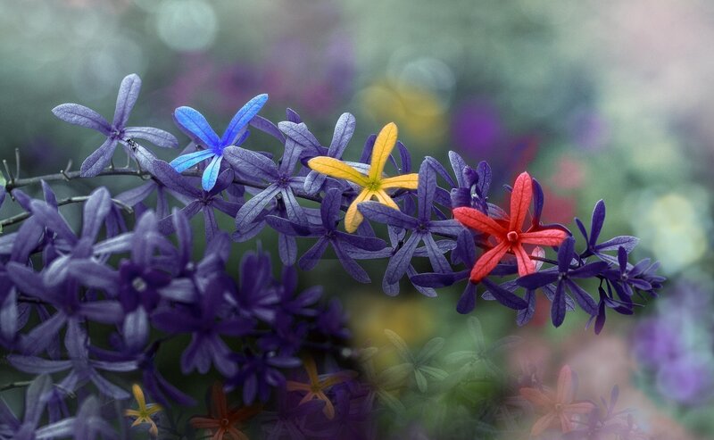 Purple Flowers with Yellow and Red
