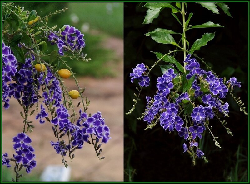 purple flowers with yellow berries