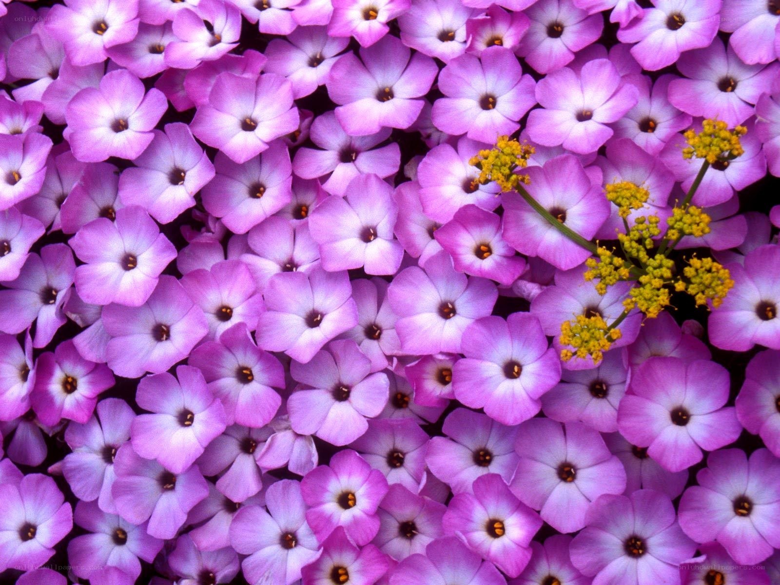 purple flowers with yellow buds