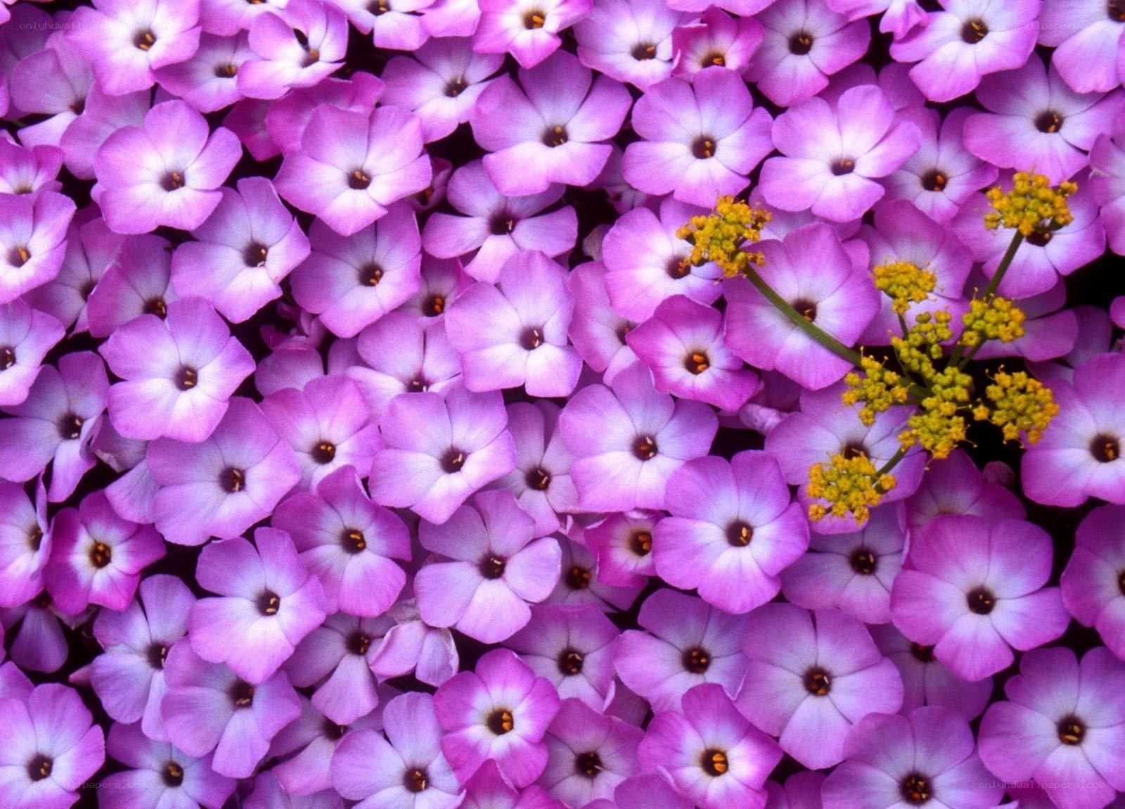purple flowers with yellow buds