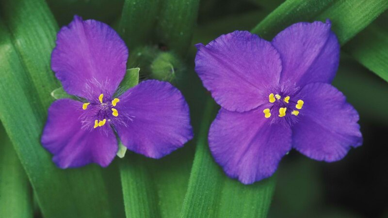 purple flowers with yellow centers