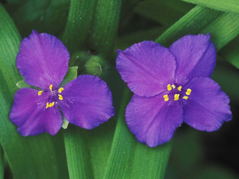 purple flowers with yellow centers