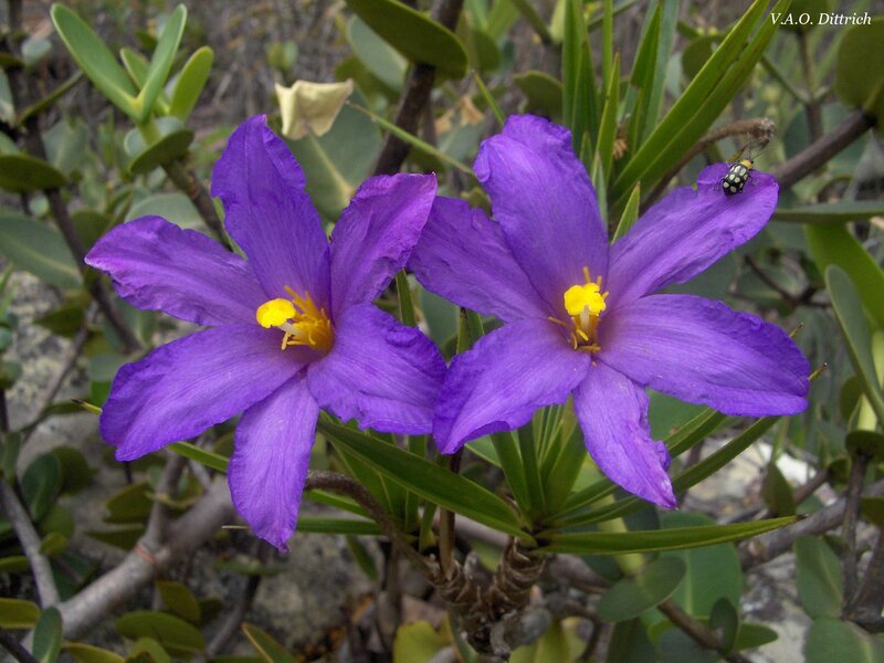 purple flowers with yellow centers