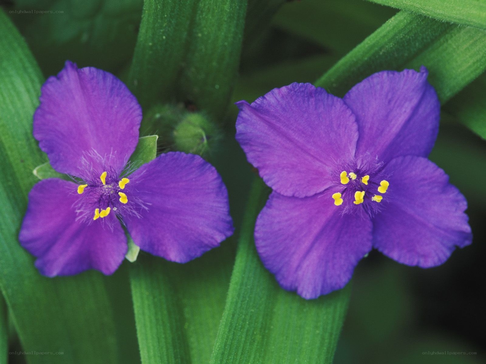 purple flowers with yellow centers
