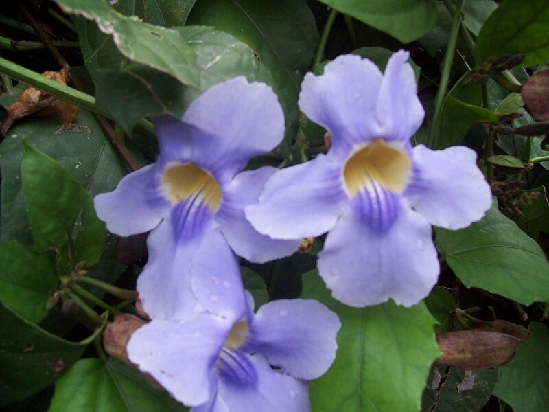 purple flowers with yellow centers