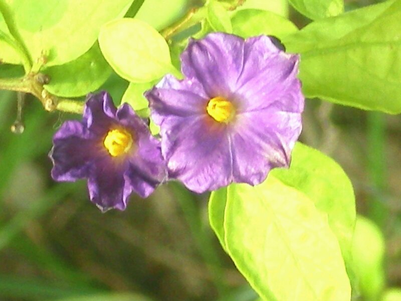 purple flowers with yellow centers