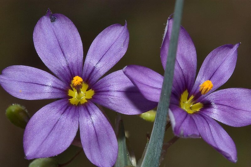 Purple Flowers with Yellow Centers — Calm