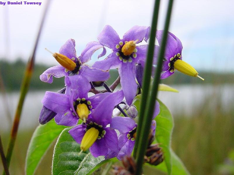 Purple Flowers with Yellow Centers — Serene