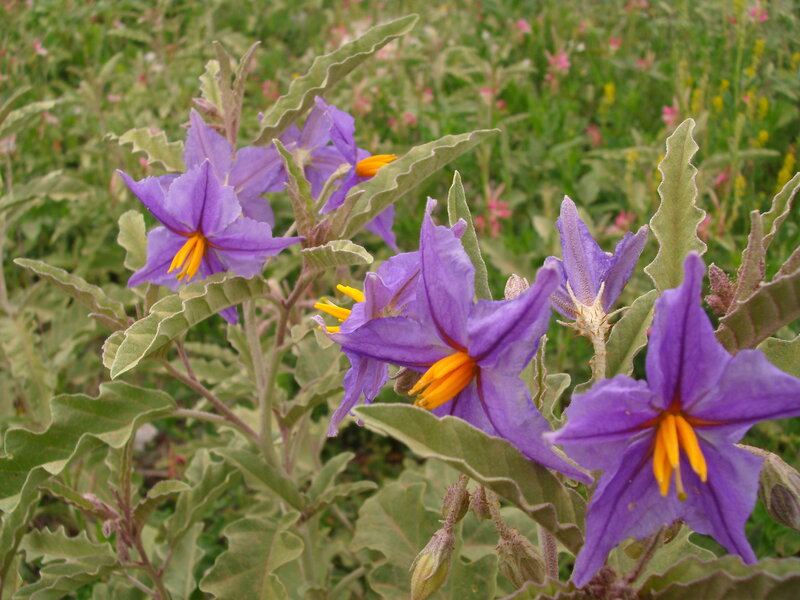 purple flowers with yellow centers