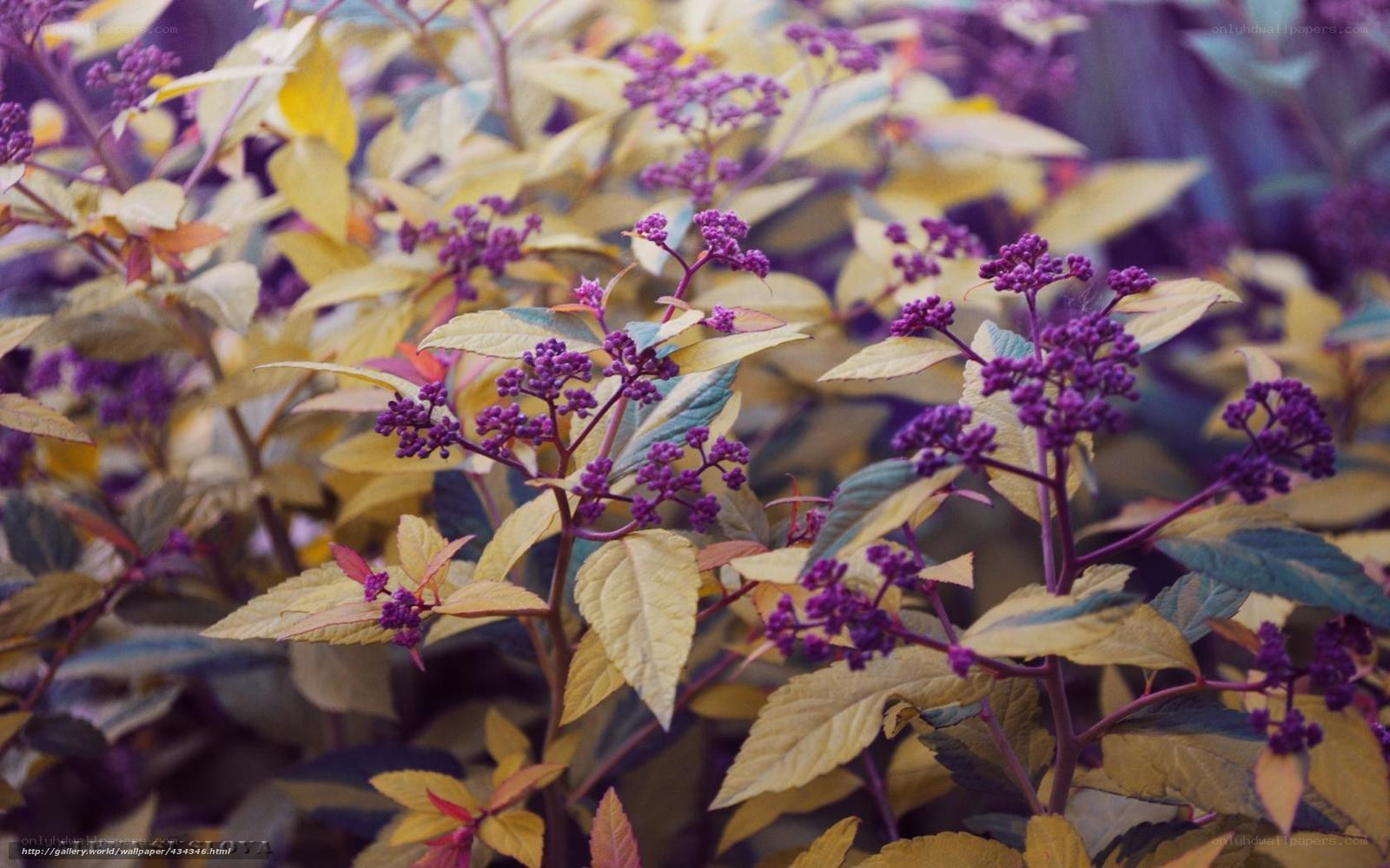 Purple flowers with yellow leaves