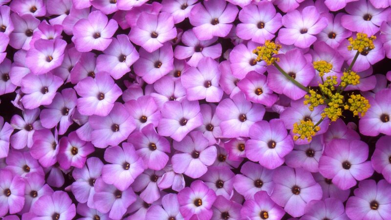 Purple Flowers with Yellow Sprigs — Calm, Photograph, Yellow Sprigs