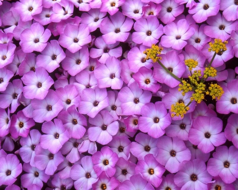 Purple Flowers with Yellow Sprigs — Calm