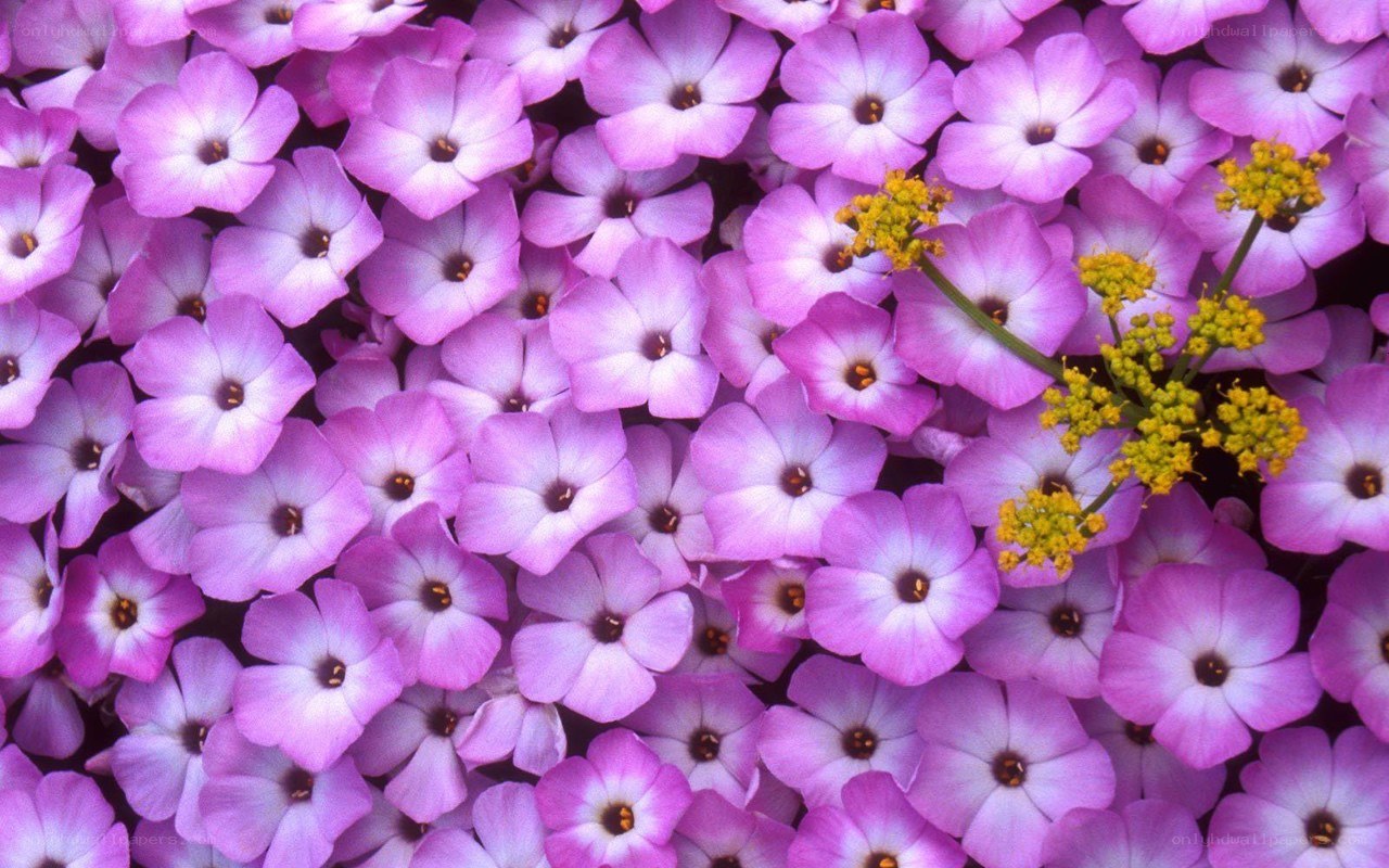 purple flowers with yellow sprigs