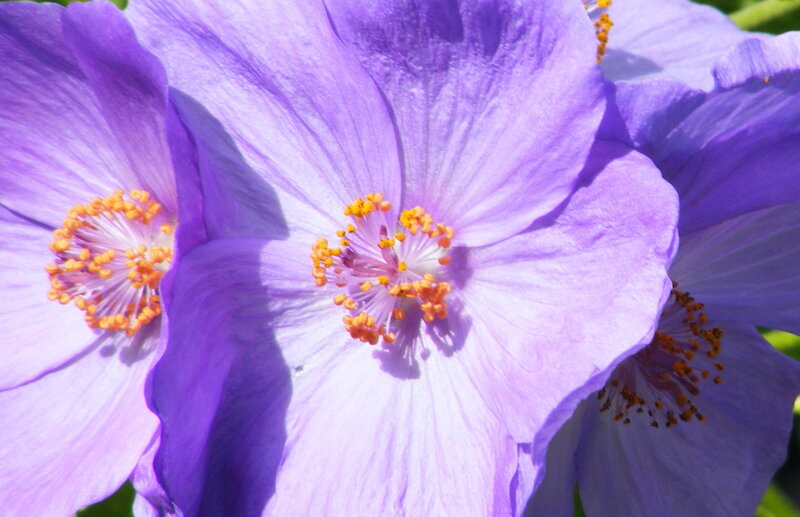 Purple flowers with yellow stamens