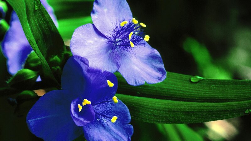Purple Flowers with Yellow Stamens — Blue, Natural, Photograph