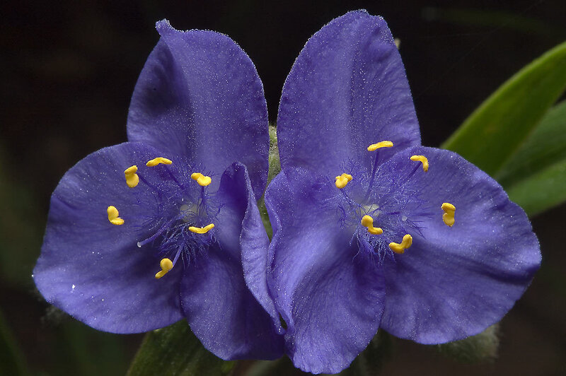 Purple Flowers with Yellow Stamens — Calm