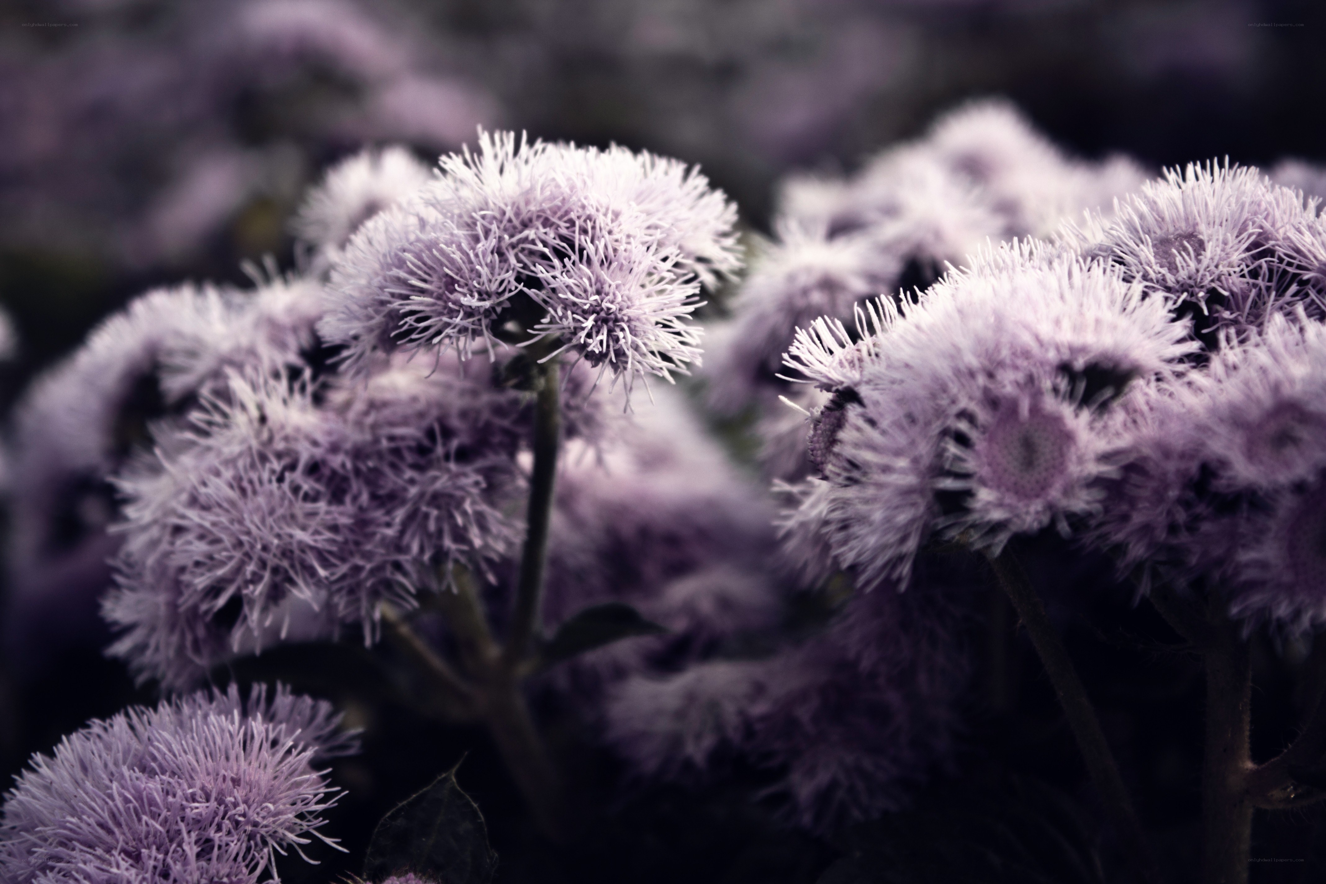 purple fluffy flowers in focus