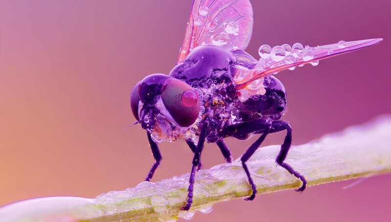 Purple Fly on Stem — Dramatic