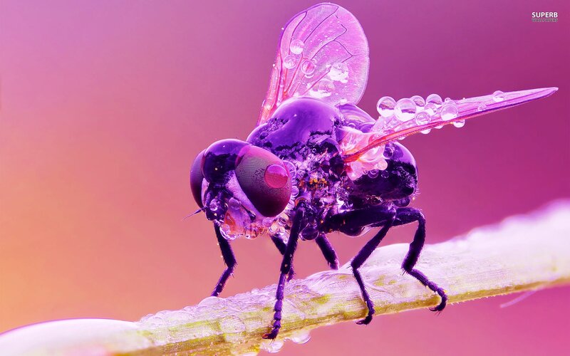 Purple Fly on Stem