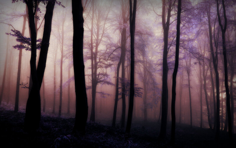 Purple Foggy Forest — Mysterious