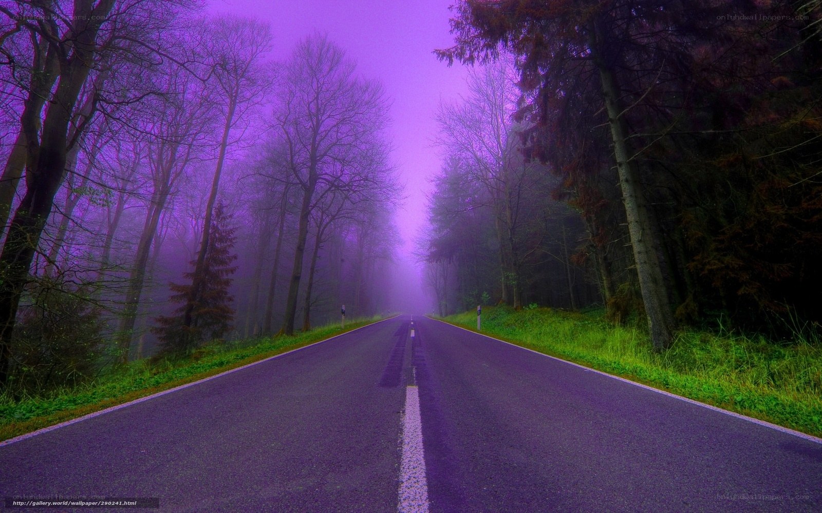 Purple Foggy Forest Road