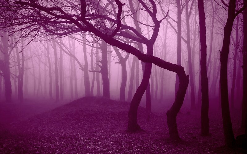 Purple Foggy Forest