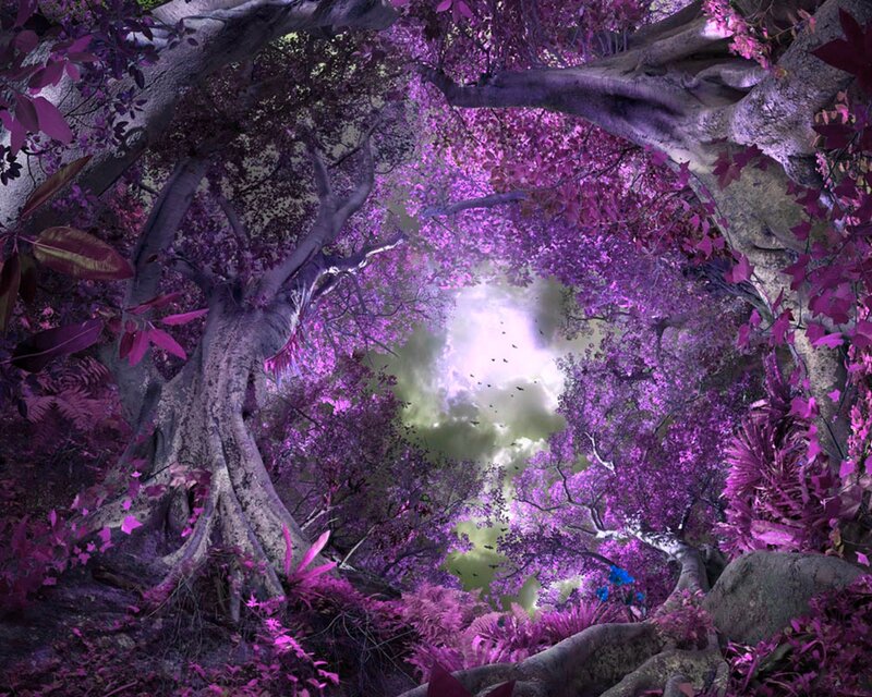 Purple Forest Canopy — Ethereal