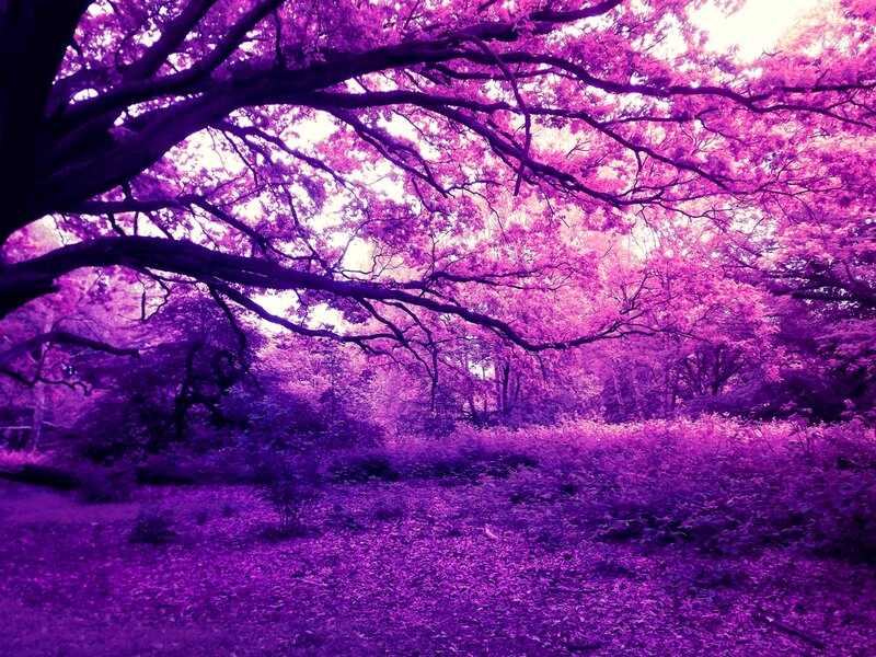 Purple Forest Canopy