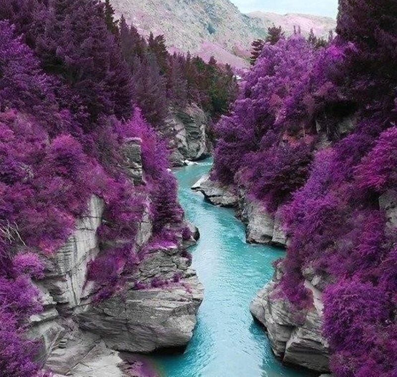 Purple Forest Canyon — Serene