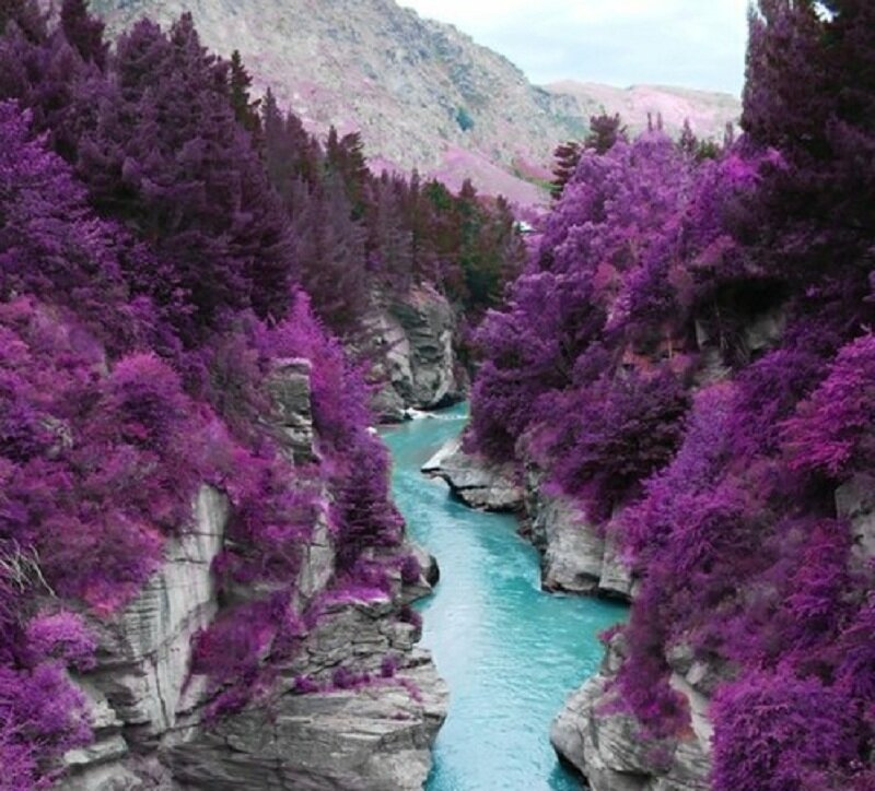 Purple Forest Canyon
