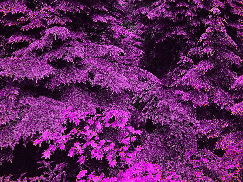 purple forest foliage