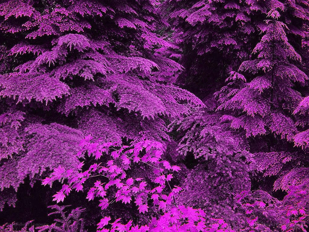 purple forest foliage