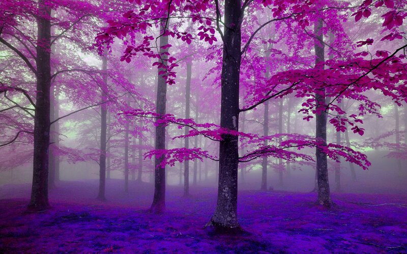 Purple Forest in Fog