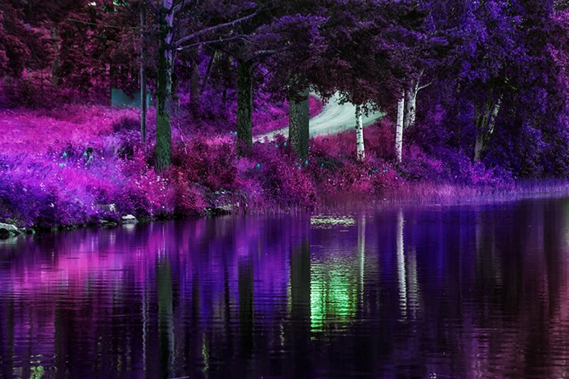 Purple Forest Lake