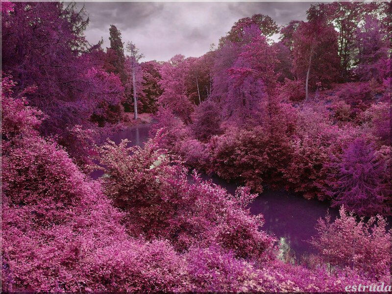 Purple Forest Landscape — Dramatic
