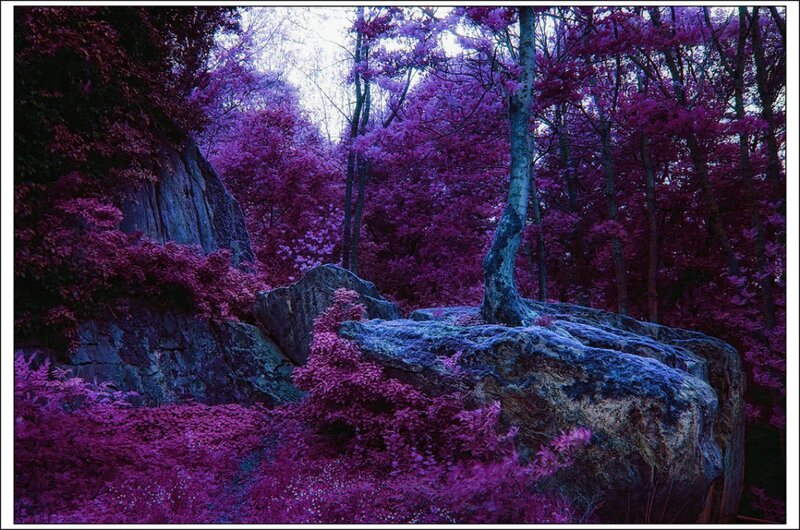 Purple Forest Landscape — Serene, Photograph