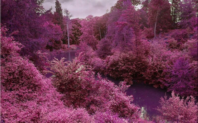 Purple forest landscape