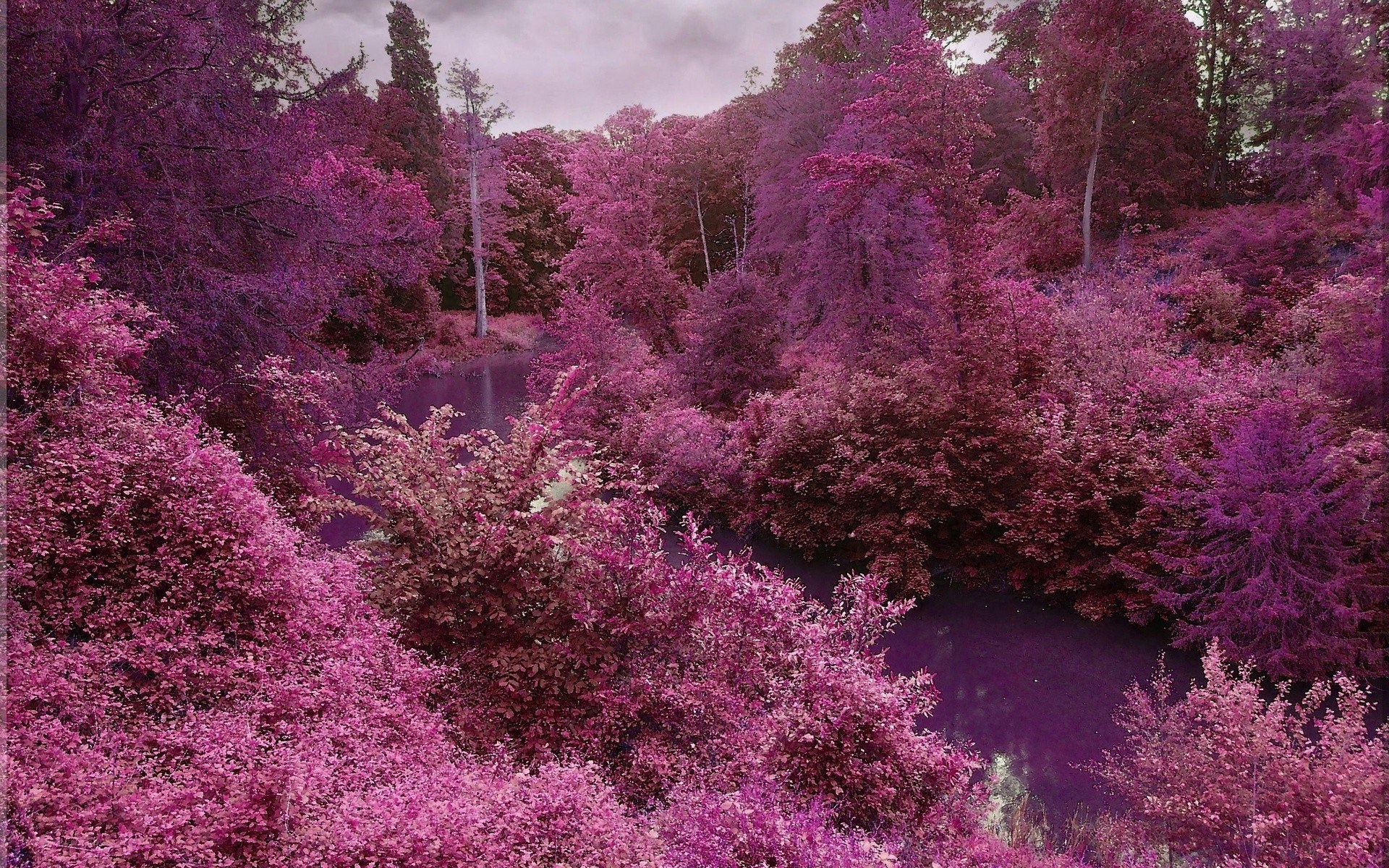 Purple forest landscape