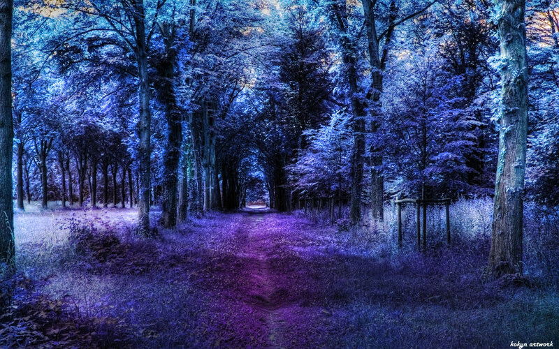 Purple forest path