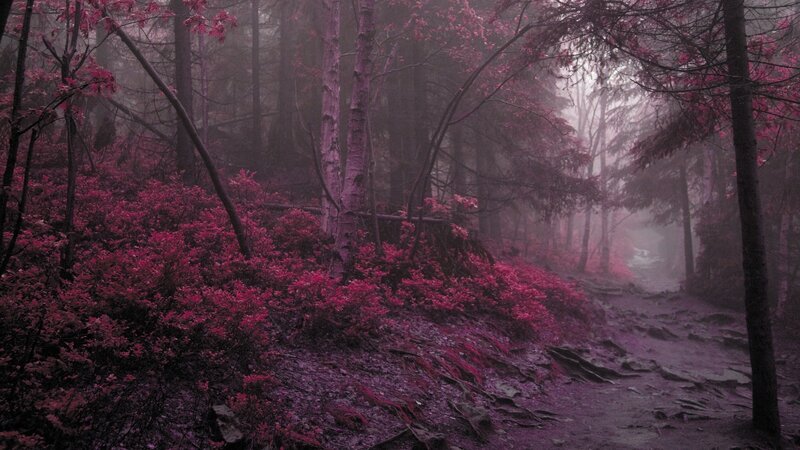 Purple Forest Path — Mysterious, Night, Photograph, Trees