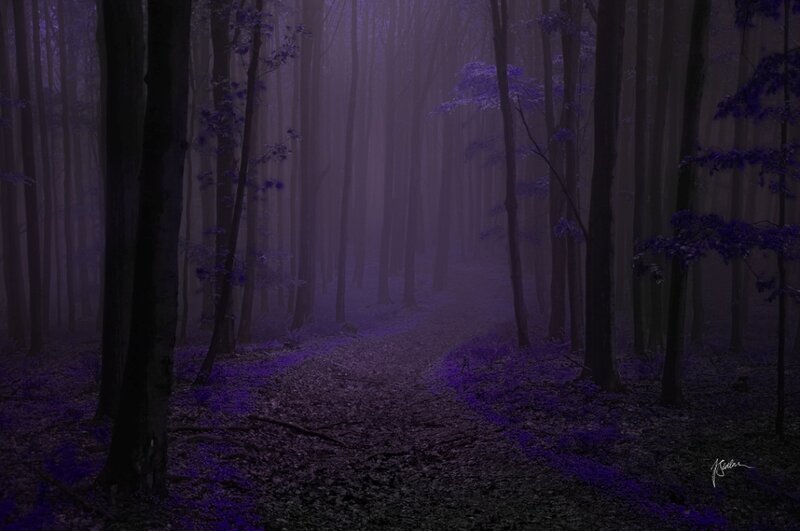 Purple Forest Path — Mysterious, Night